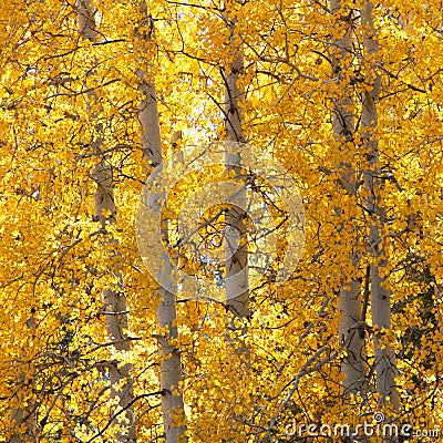 Close up of yellow autumn trees near June Lake, California Stock Photo