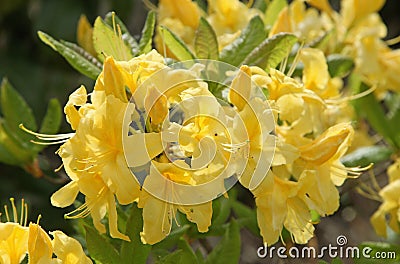 Close-up of yellow Azalea mollis flowers Stock Photo