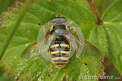 Close up the Yellow barred peat hover fly, Sericomyia silentis, Syrphidae, with spread wings on a green leaf Stock Photo