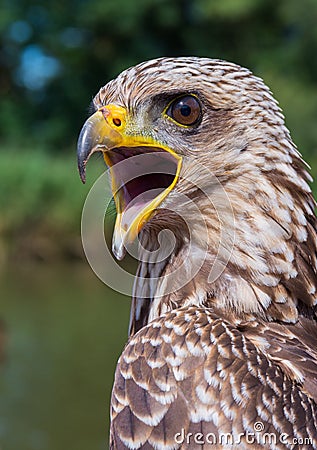 Close up of a Yellow-billed Kite Stock Photo