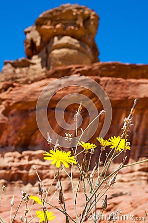 Close-up of yellow blooming desert flowers with Spiral Hill rocky mountain in Timna National Park in Aravah Valley in Israel Stock Photo