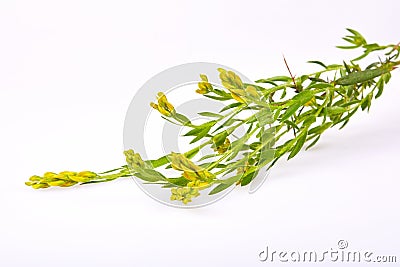 Close up of yellow blossoming twig of genista germanica genista blood-thirsty Stock Photo