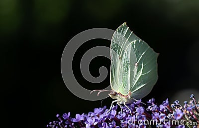 Close-up of a yellow brimstone butterfly perched on a purple blossom of lilac. The background is dark with a few reflections of Stock Photo