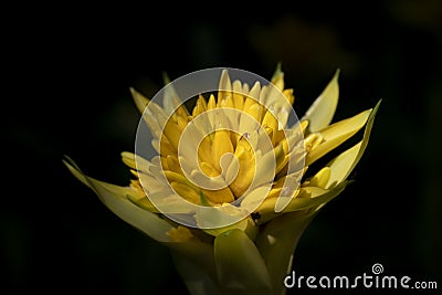 Close-up of yellow bromeliads flowers blooming with natural light in the tropical garden. Stock Photo