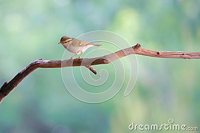 Yellow-browed Warbler Stock Photo