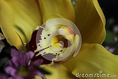 a close up of a yellow Cymbidium insigne flower Stock Photo