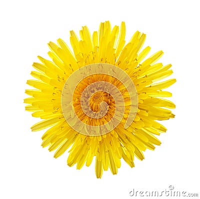 Close-up of yellow dandelion flower isolated on white background Stock Photo