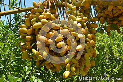 Close-up with yellow dates, sweet berries growing on a palm tree Editorial Stock Photo