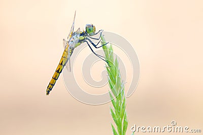 Pantala flavescens Stock Photo