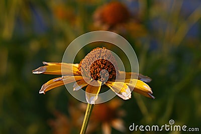 Close up yellow Echinacea flowers in sunset light Stock Photo