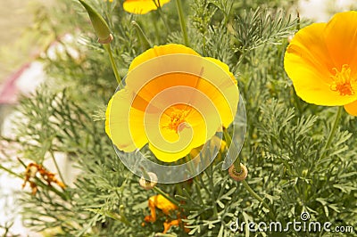 close up: yellow eschscholzia flowers Stock Photo