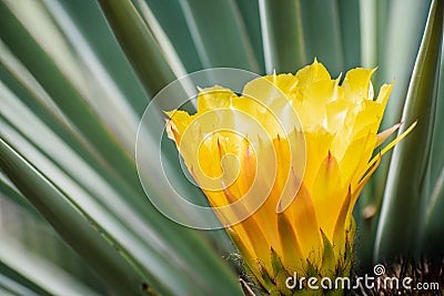 Close up of the yellow flower of a hedgehog Echinopsis cactus blooming in a garden in California; green background Stock Photo