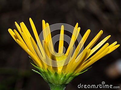 Close up of a yellow flower in summ Stock Photo