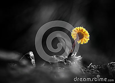 close-up of yellow flowering plant during sprin Stock Photo