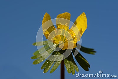 Close-up of a yellow flowering winterling Eranthis hyemalis, a small flower blooming in March, against a blue sky in nature. Stock Photo