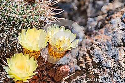 Close up of the yellow flowers of a hedgehog Echinopsis cactus blooming in a garden in California Stock Photo