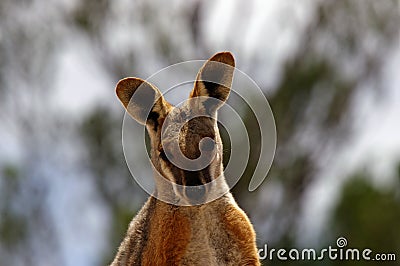 Close-up of Yellow-footed rock wallaby Stock Photo