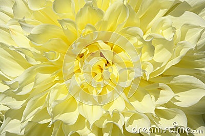 A close up of yellow fully double flower of the `Kelvin Floodlight` variety. A details of butter-colored dahlia flower head Stock Photo