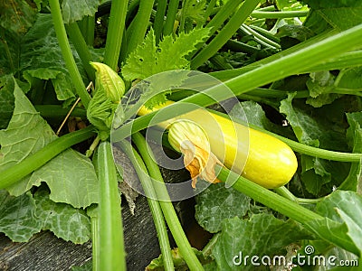 Close Up of Yellow Golden Zucchini or Courgette Plant Stock Photo