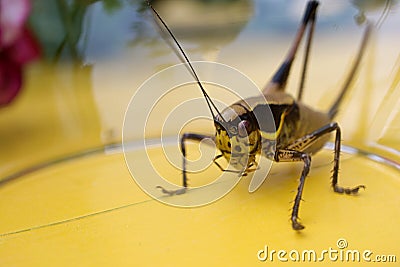 Yellow Grasshopper Captured under a Glass Stock Photo