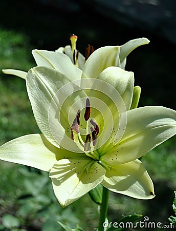 Yellow and Green lilies Stock Photo