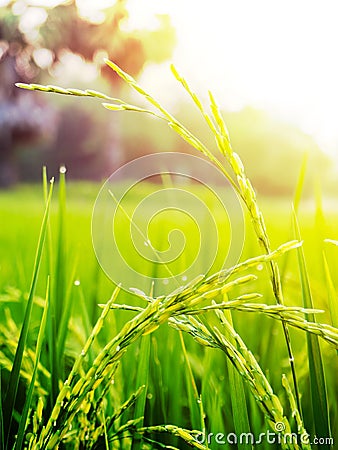 Close up of yellow green rice field Stock Photo