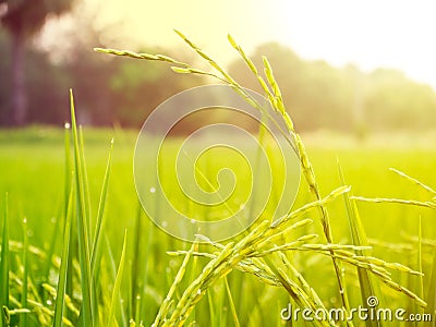 Close up of yellow green rice field Stock Photo