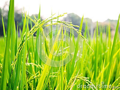 Close up of yellow green rice field Stock Photo