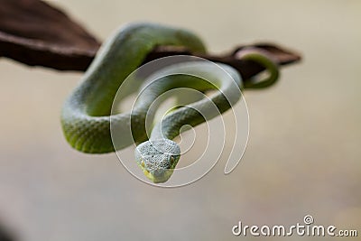 Close up Yellow-lipped Green Pit Viper snake Stock Photo