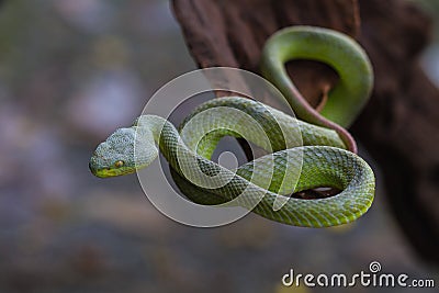 Close up Yellow-lipped Green Pit Viper snake Stock Photo