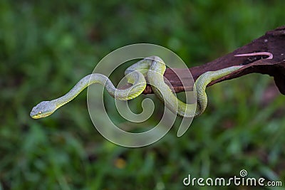 Close up Yellow-lipped Green Pit Viper snake Stock Photo