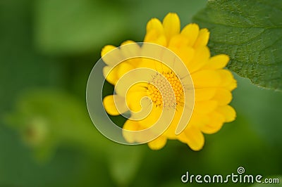 Close-up of yellow marigold flower. Stock Photo