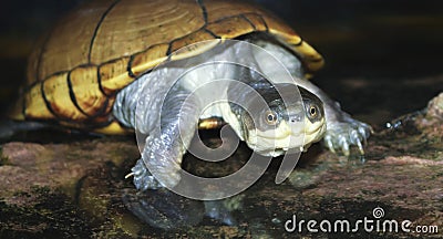 A Close Up Yellow Mud Turtle Stock Photo