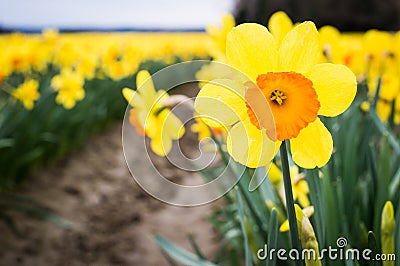 Close up of a yellow and orange daffodil in a daffodil field with other daffodils in rows behind Stock Photo