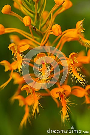 Close up of Yellow or Orange Fringed Orchid - Platanthera ciliaris Stock Photo