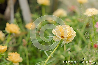 Close up yellow or orange portulaca grandiflora flower Stock Photo