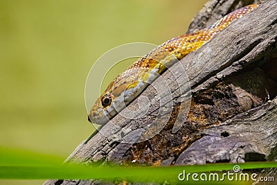 Yellow snake sitting on top of a log Stock Photo