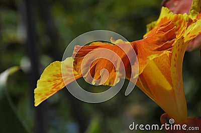 Close up of Yellow and Orange Speckled Canna Generalis Cleopatra Flower Stock Photo