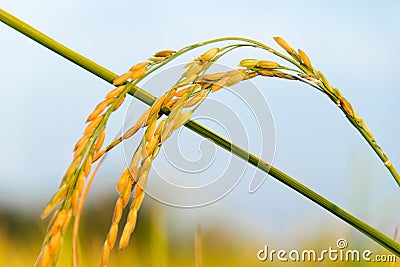 Close up of Yellow paddy rice plant on field Stock Photo