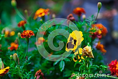 Close-up on a pansy flower on a background of orange carnations and green leaves Stock Photo