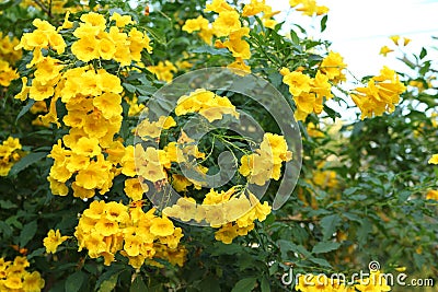 Yellow people, yellow bells. The Thai name is Thong Rai. Selected focus With natural green leaf number background Stock Photo