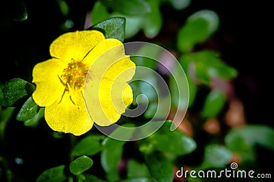 Close up yellow Portulaca flowers in the garden Stock Photo