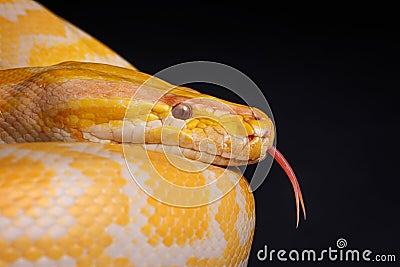 Close-up of a yellow python against a black background showing its brightly colored scales, Tree Snake Stock Photo