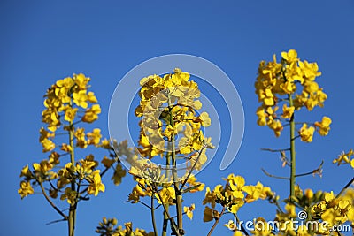 A close up of yellow rape seed flowers Stock Photo