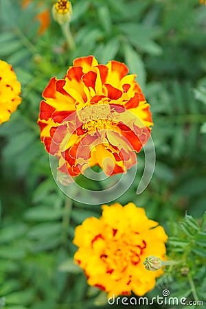 The close-up of Yellow-red Marigold Flower Stock Photo