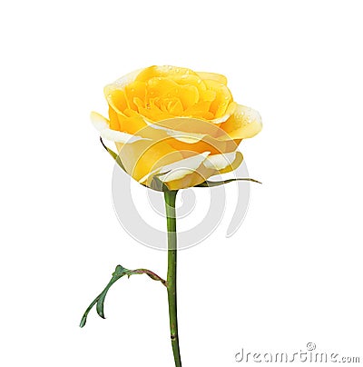 Yellow rose bud flowers head fresh skin patterns with green leaf and stem in vertical shaped isolated on white background with Stock Photo