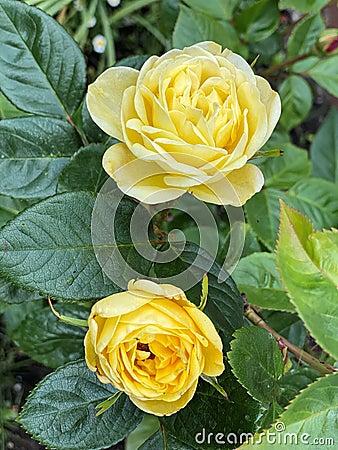 A close up of a Yellow Rose Stock Photo