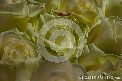 Close up of yellow roses on the market Stock Photo