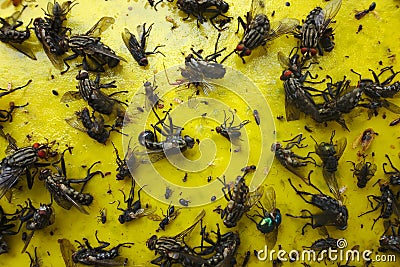 Close up of a yellow sticky paper with lots of flies Stock Photo