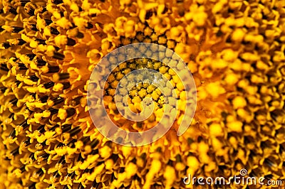 Close up yellow sunflower inflorescence, sacred geometry Stock Photo